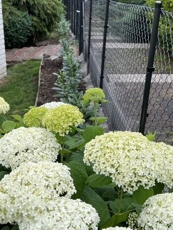 Eingezäunter Garten Ferienwohnung am Wolfstein Bad Harzburg / Harz, Bild 2