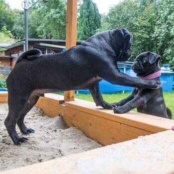 Hundespaß im Sandkasten
