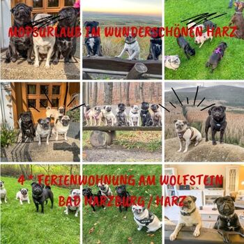 Galerie 2 unserer 4-beinigen Gäste Ferienwohnung am Wolfstein Bad Harzburg / Harz