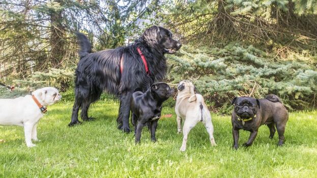 Tobespaß der Hunde im eingezäunten Garten, Bild 4