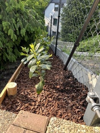 Eingezäunter Garten Ferienwohnung am Wolfstein Bad Harzburg / Harz, Bild 1 
