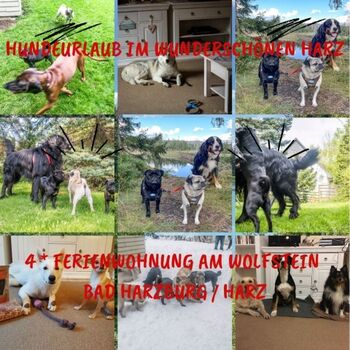 Galerie 1 unserer 4-beinigen Gäste Ferienwohnung am Wolfstein Bad Harzburg / Harz