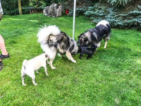 Tobespaß der Hunde im eingezäunten Garten, Bild 3