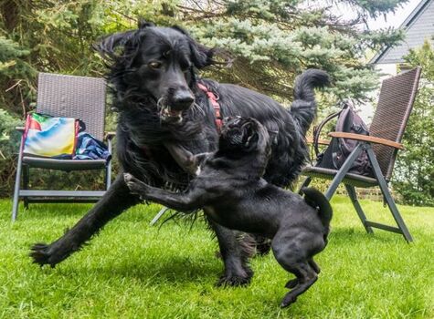 Tobespaß der Hunde im eingezäunten Garten
