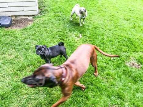 Tobespaß der Hunde im eingezäunten Garten, Bild 2