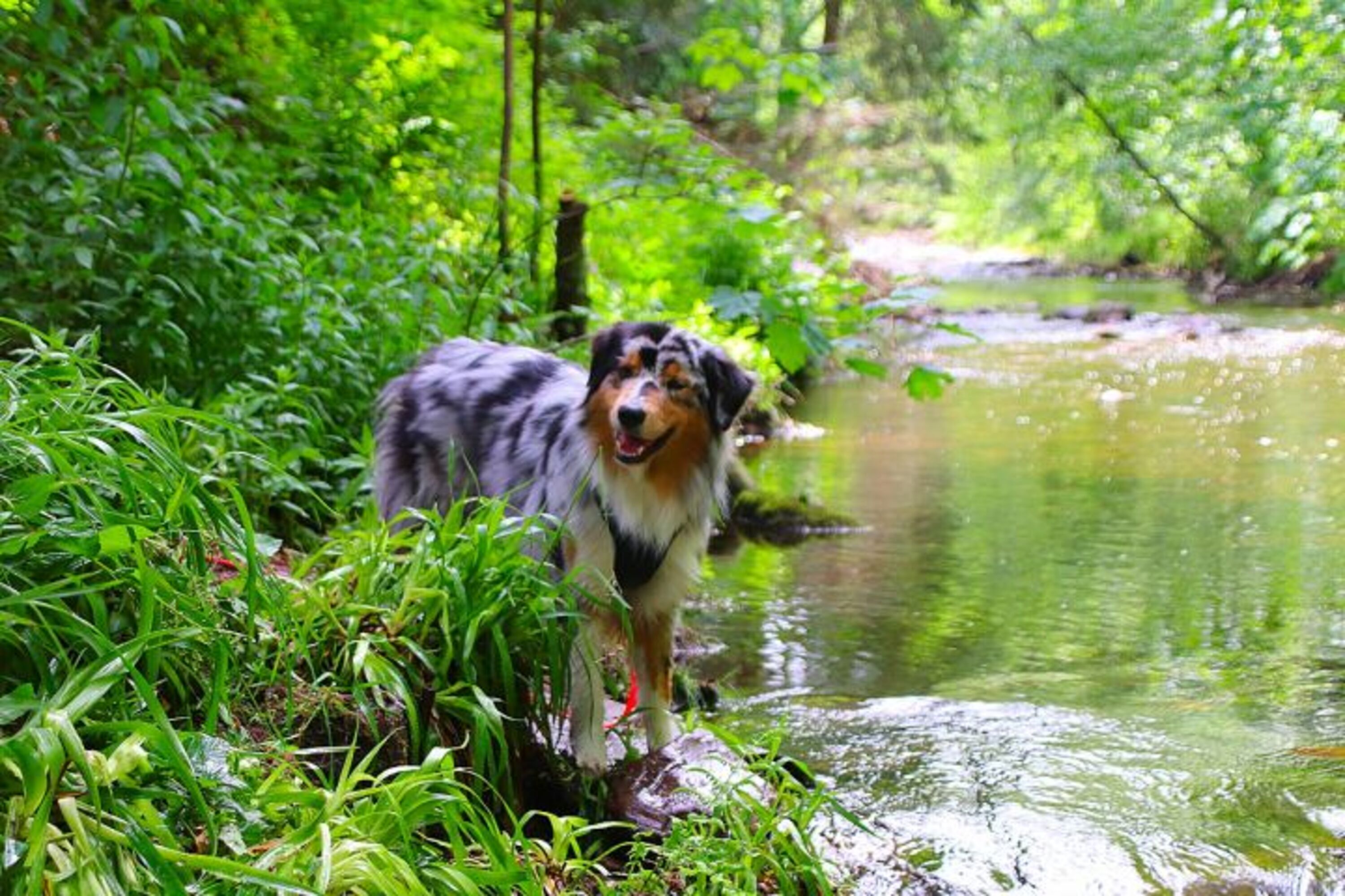 Planschen und Staudamm bauen in der Oker