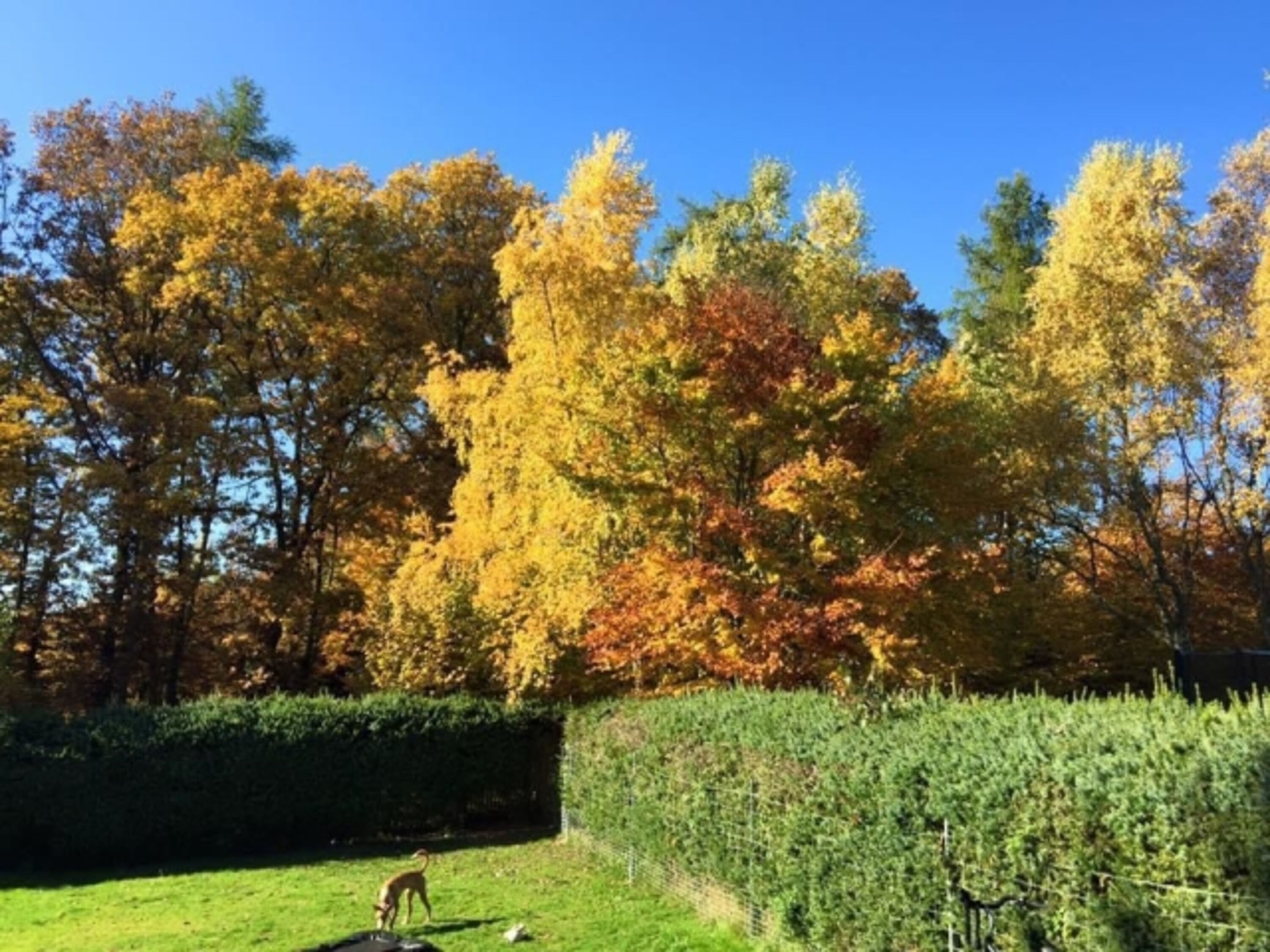 Herbst im Garten