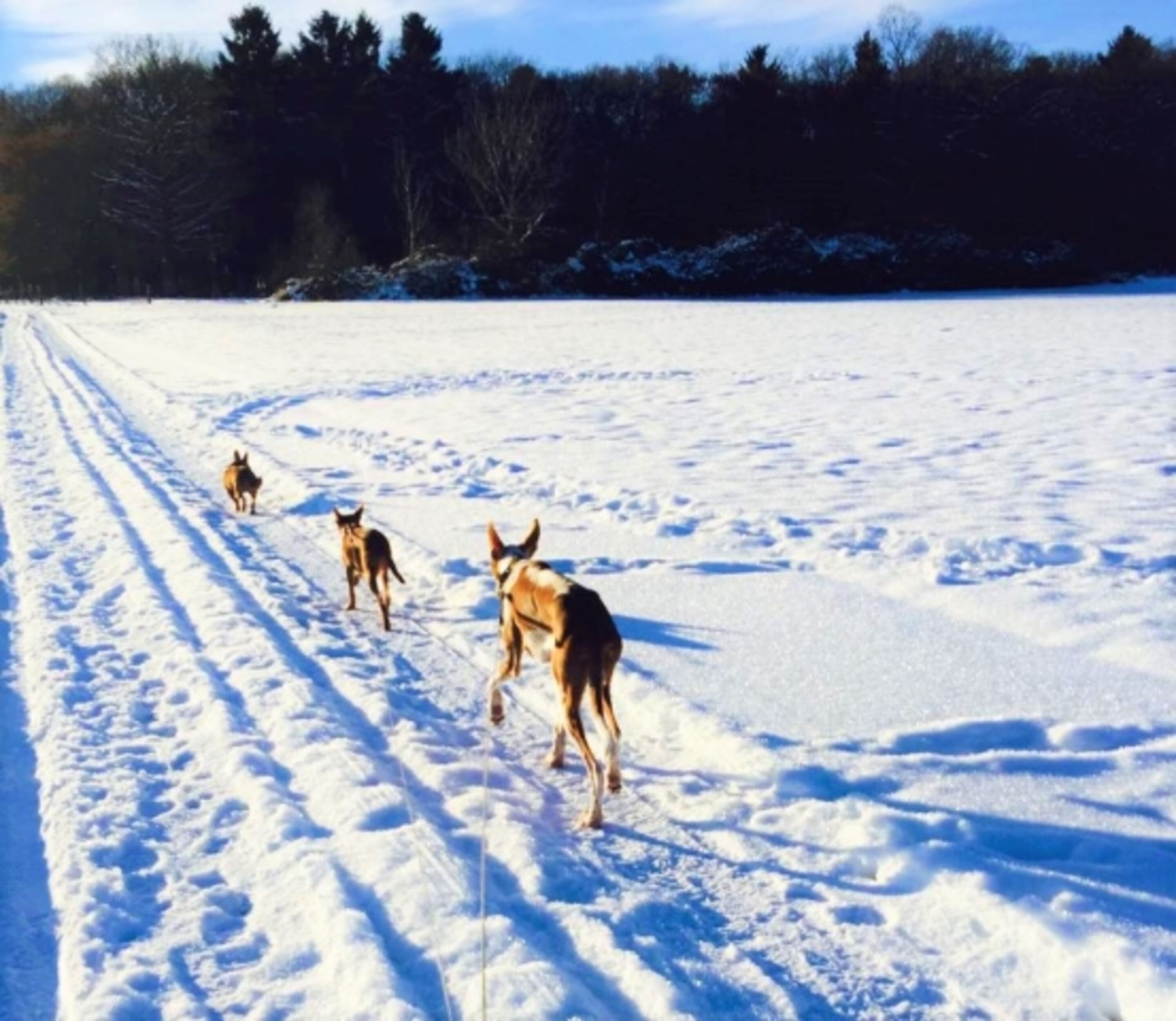 Wintertraum