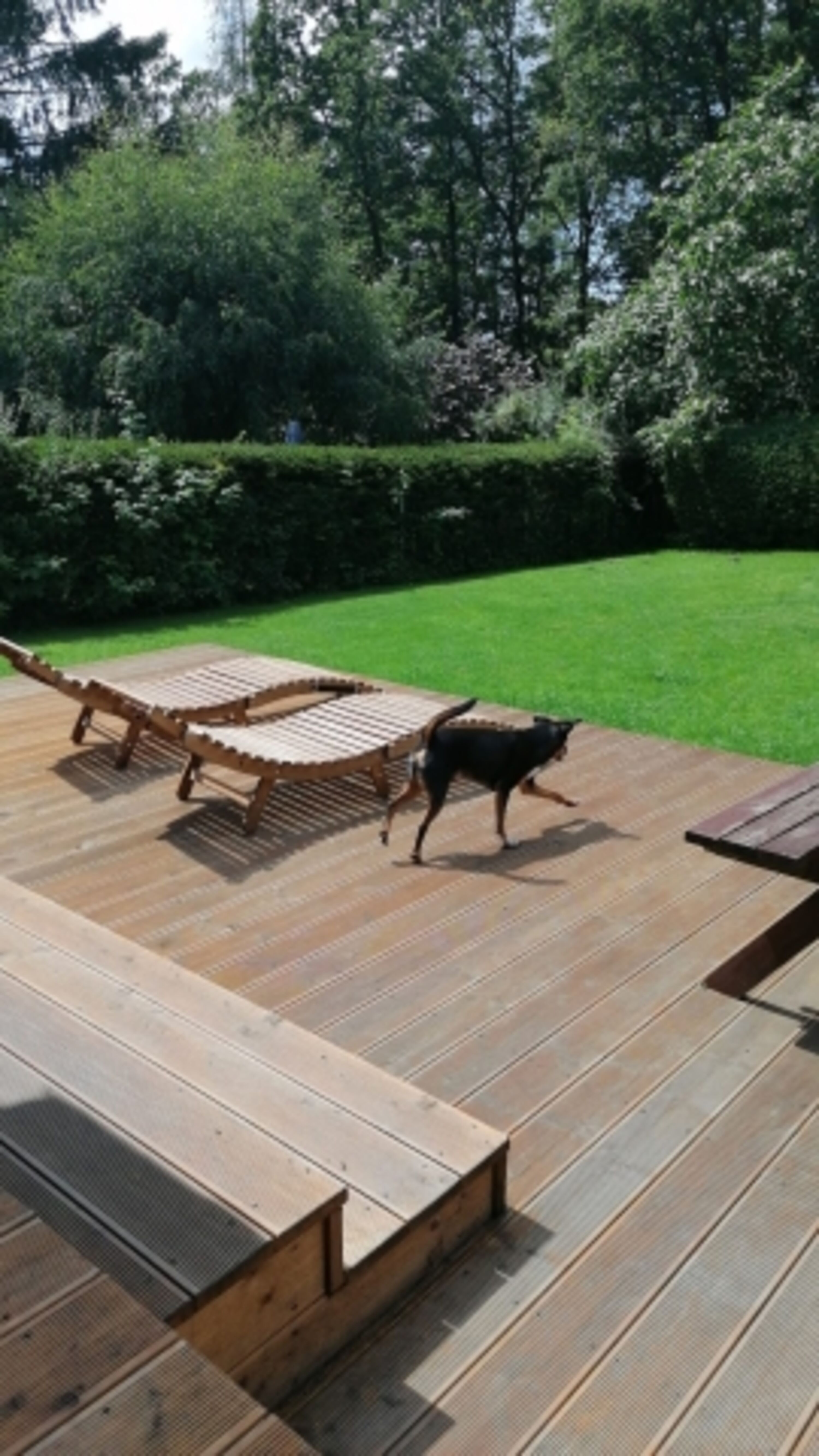 viel Platz auf Terrasse und Garten für Mensch und Hund