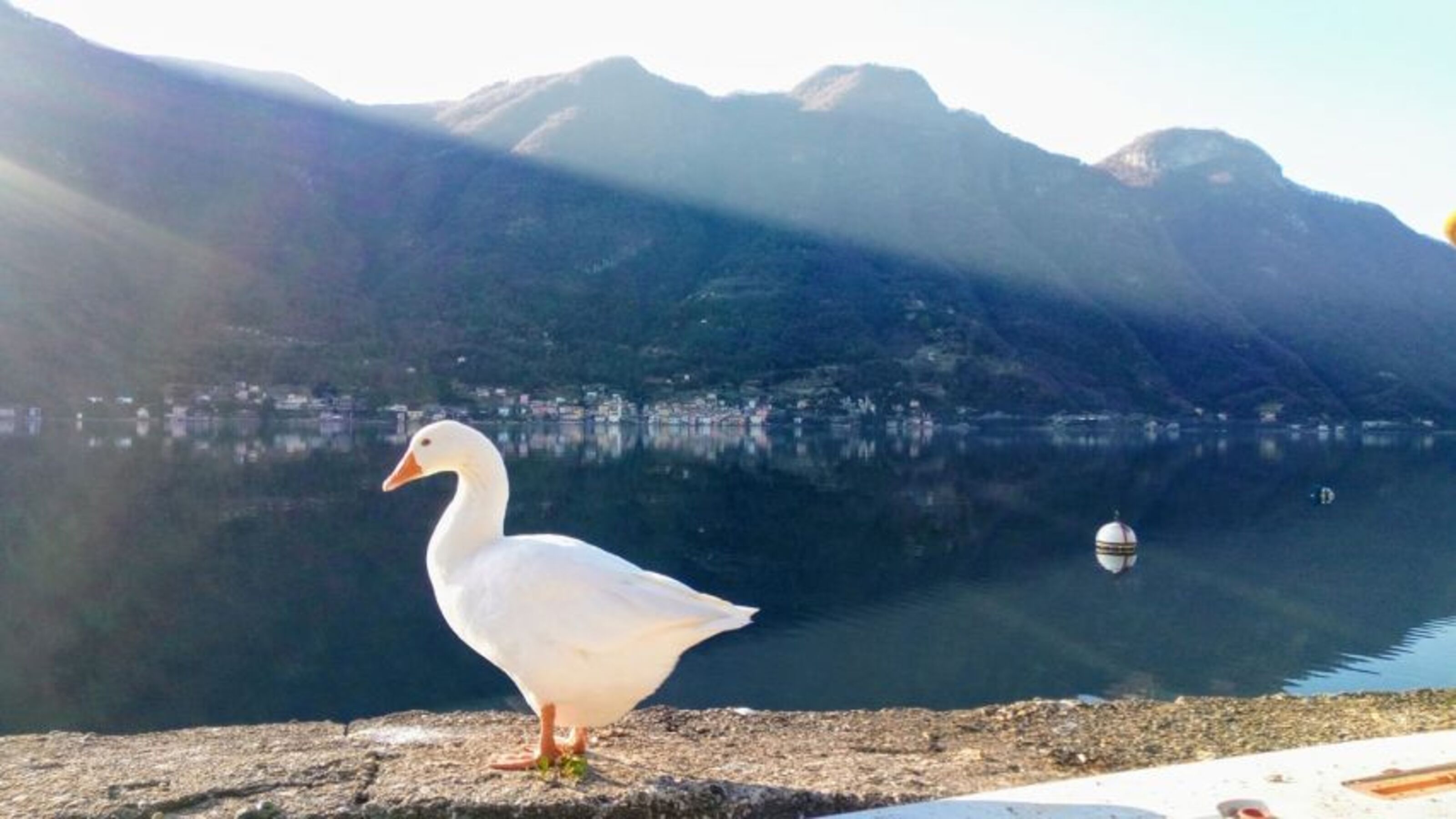 Die liebe Gans