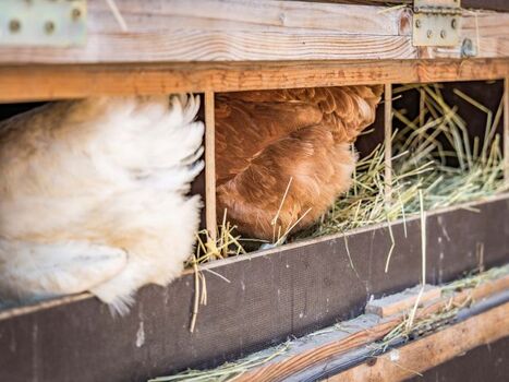 Urlaub am Regen, Oberpfälzer Wald