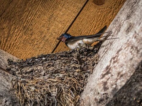 Urlaub am Regen, Oberpfälzer Wald
