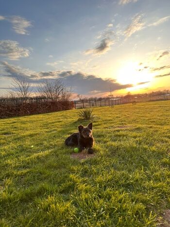 Paradies für Vierbeiner - mit gaaanz viel Platz zum Toben  