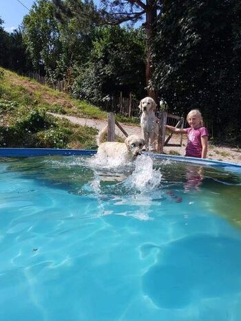 Abkühlung im Hundepool