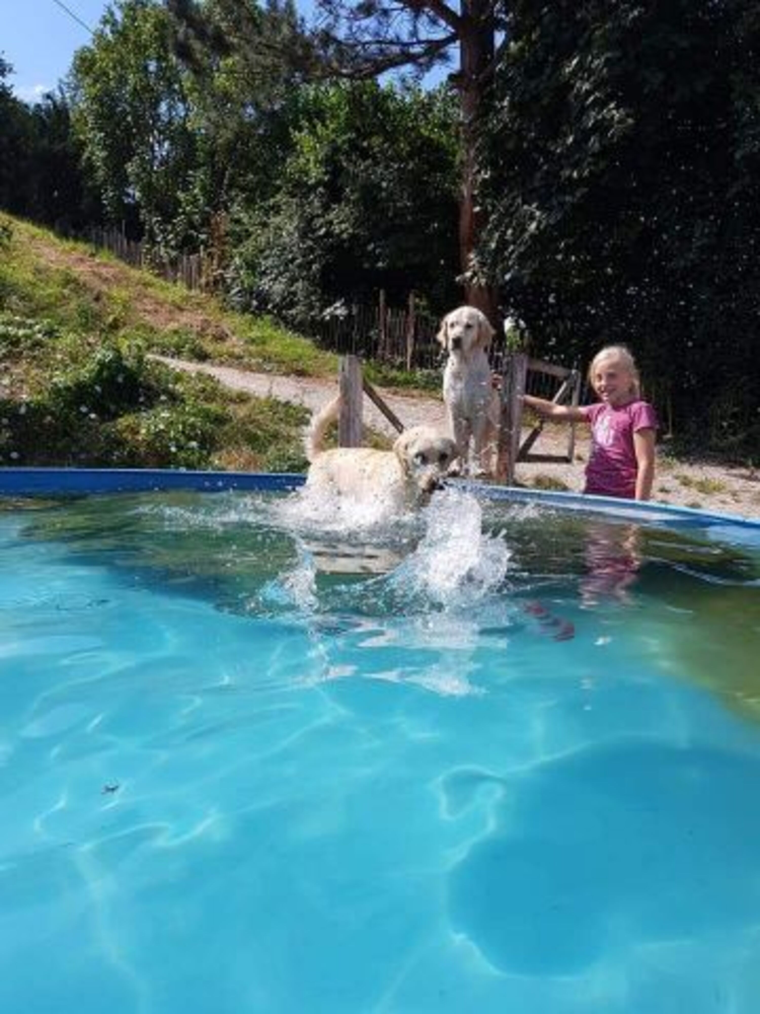 Abkühlung im Hundepool