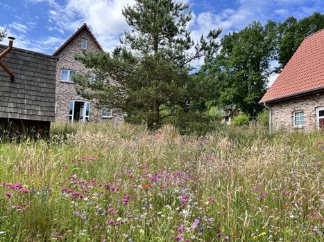 Hartriegel hinter Hexenhäuschen Vergissmeinnicht