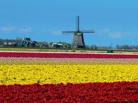 Tulpenblüte April Mai