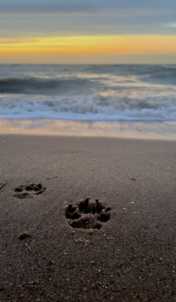 Hundeparadies Sonnenuntergang 