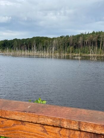 Vogelparadies im Frühjahr