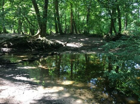 Bach in ca. 300 m Entfernung