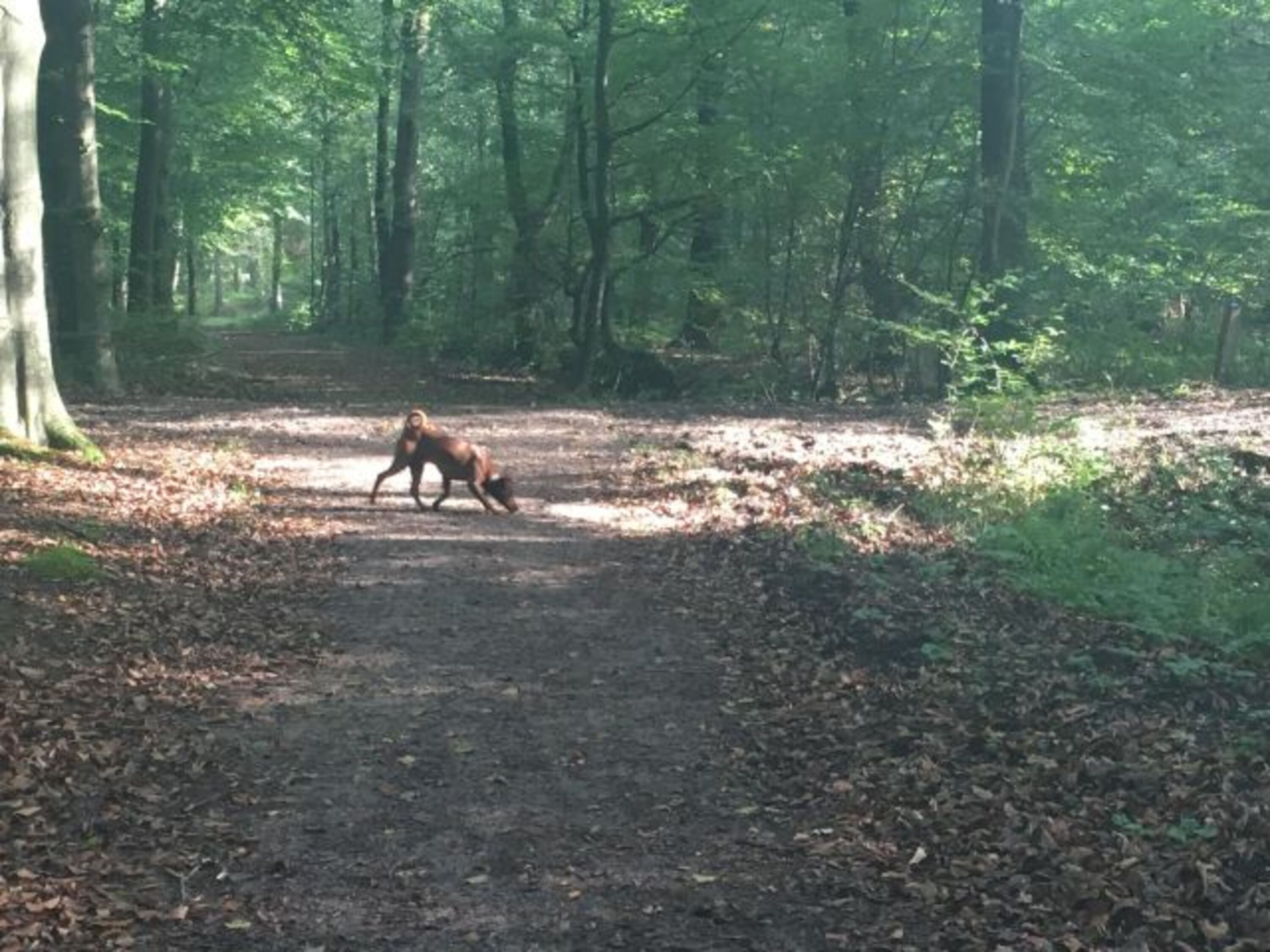Hundeauslauf