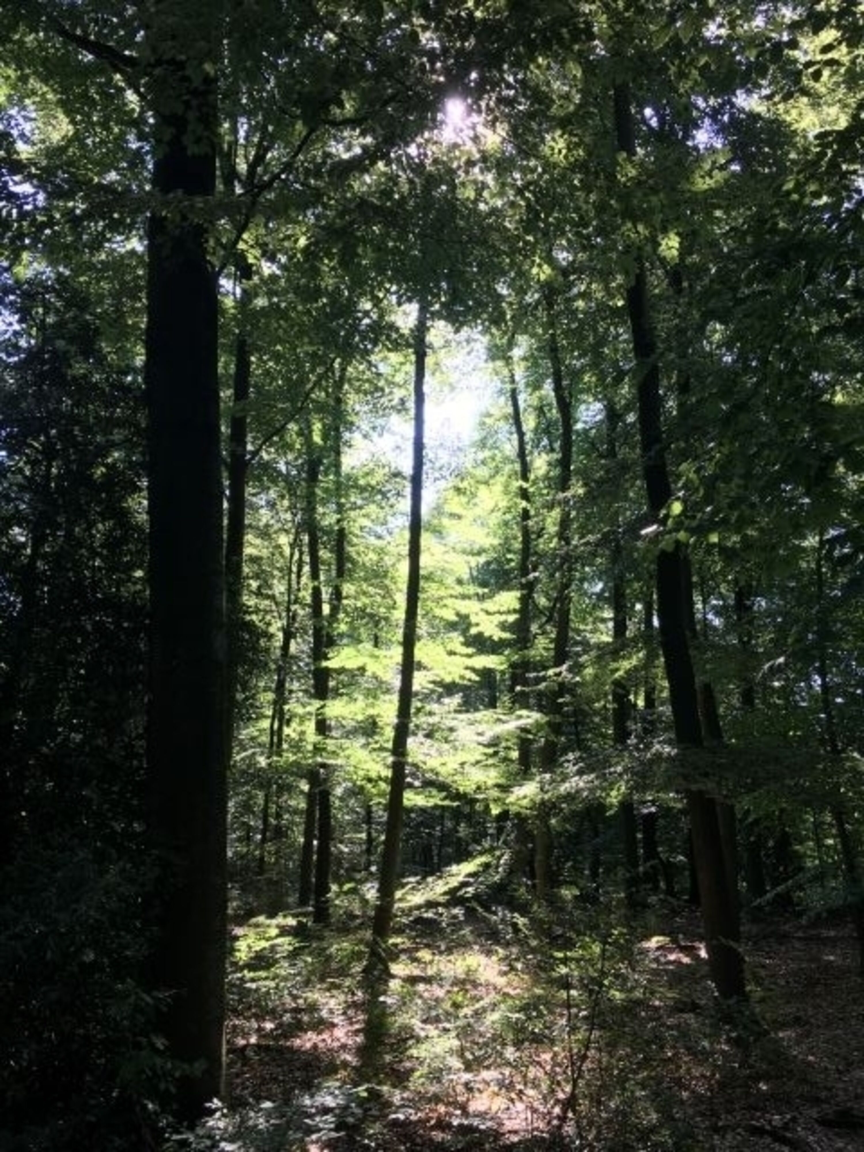 Spazierweg