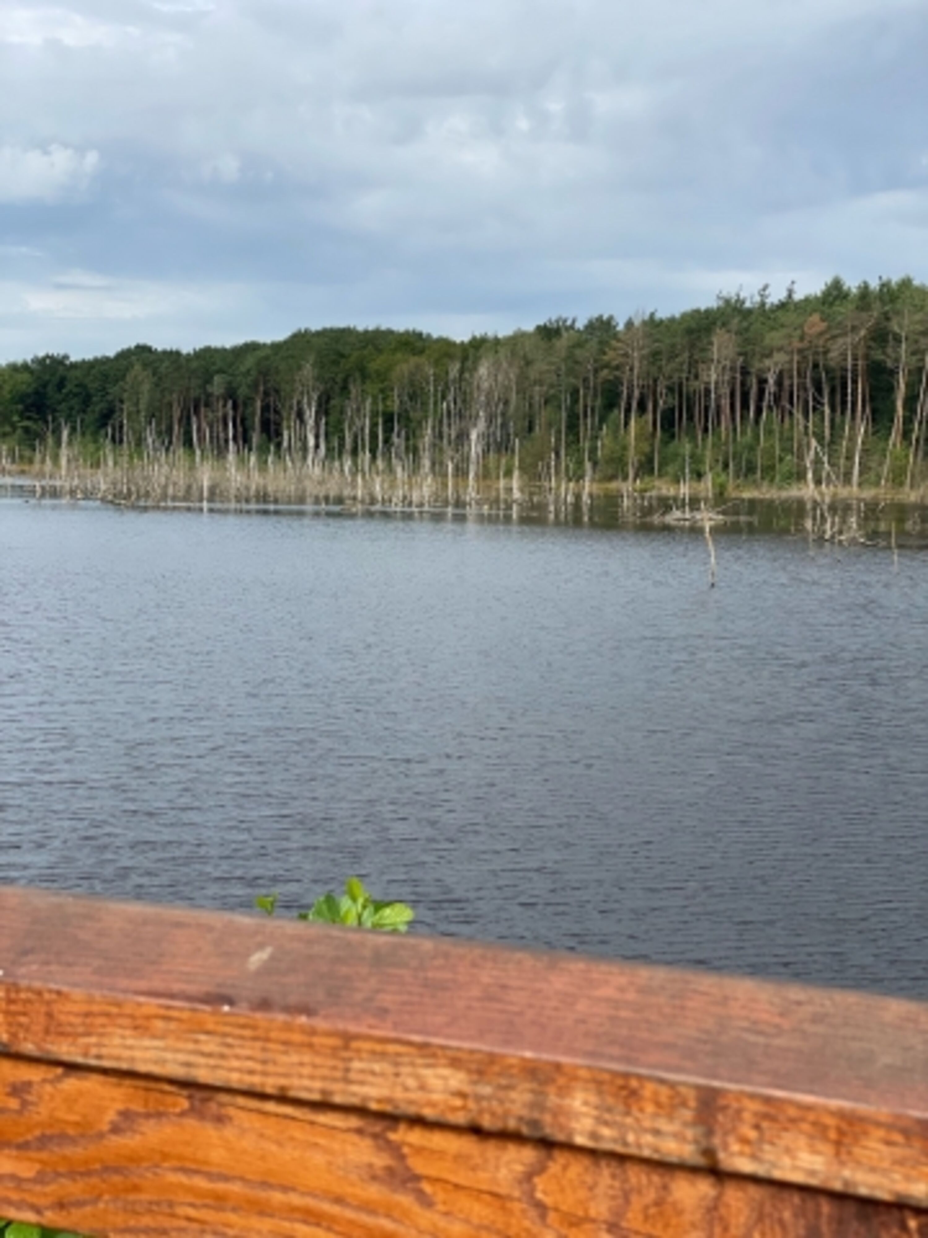 Vogelparadies im Frühjahr