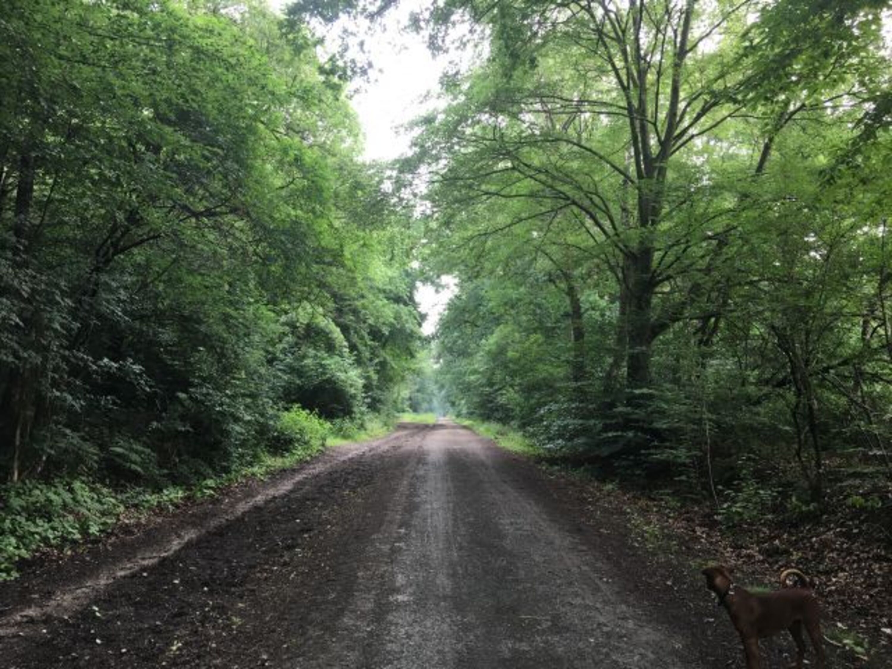 Waldweg