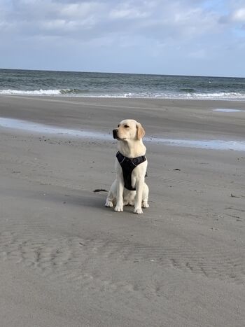 Strand in Prerow mit Kleo