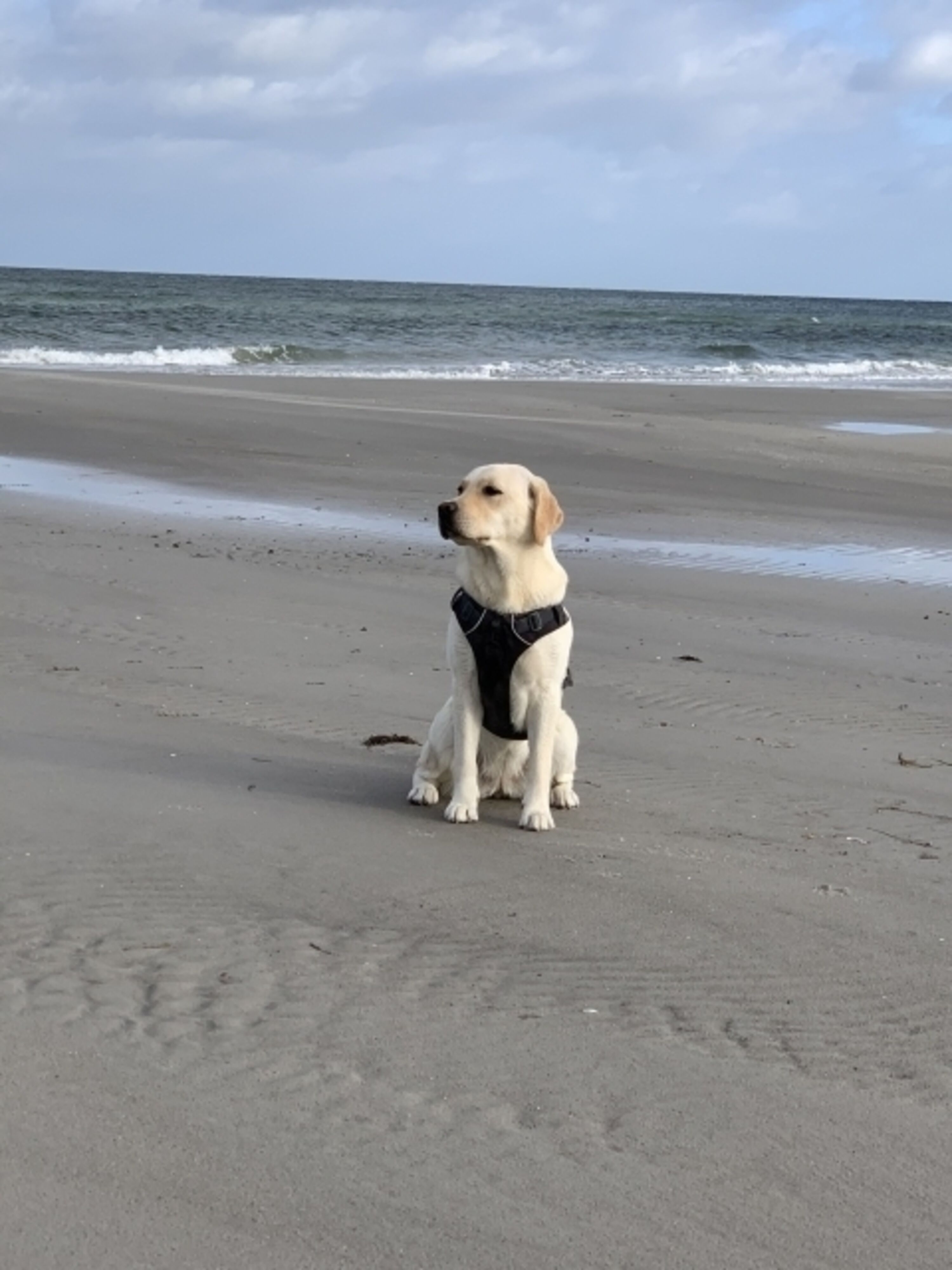 Strand in Prerow mit Kleo