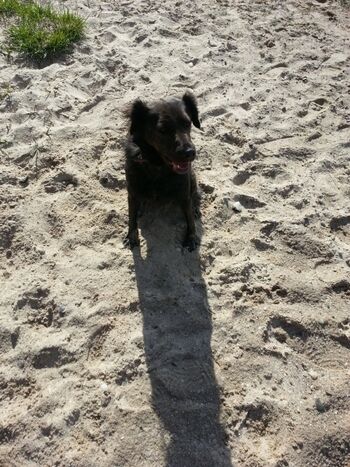 Pepper am Poeler Hundestrand