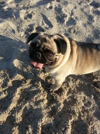 Lili am Poeler Hundestrand