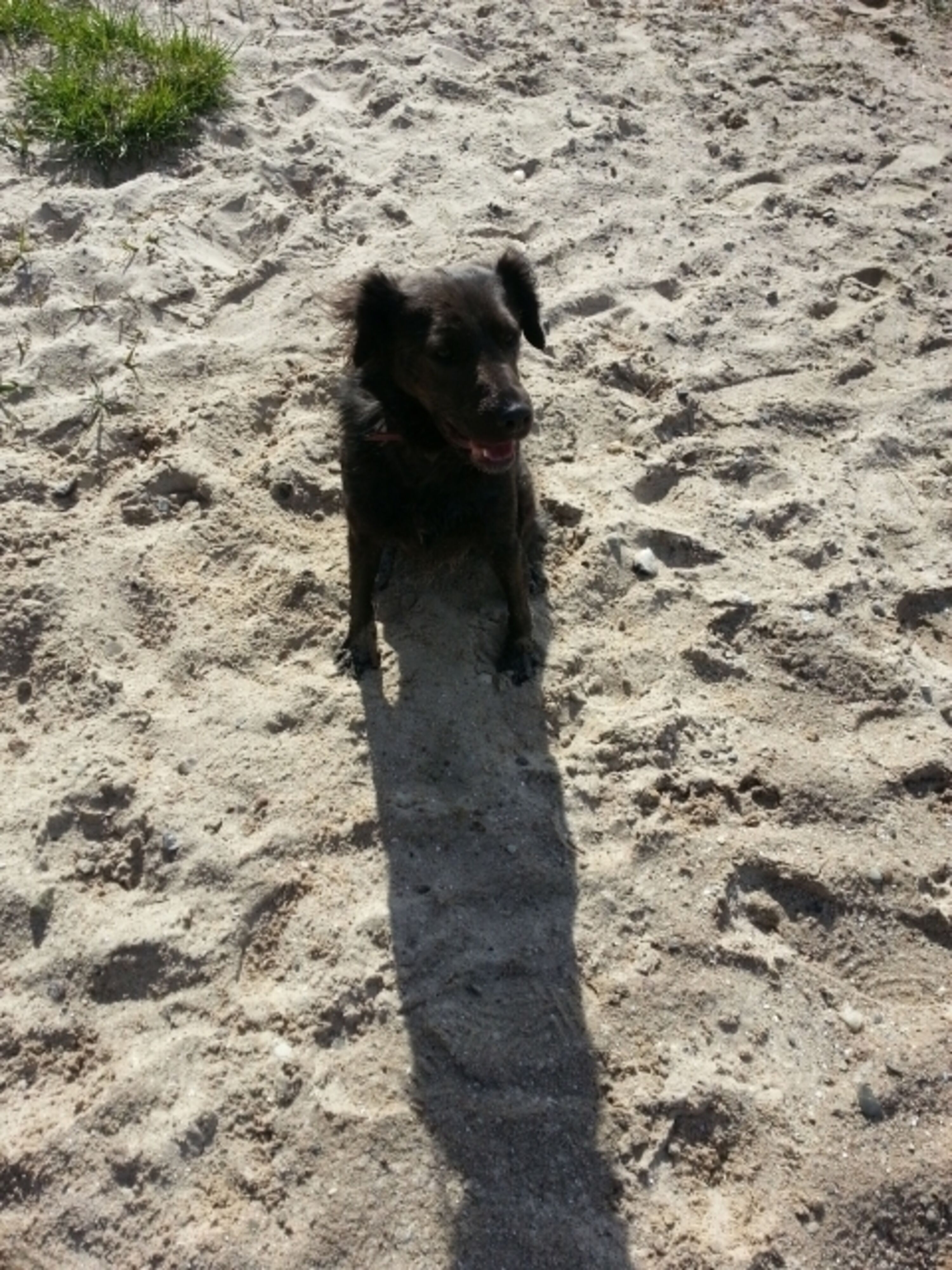 Pepper am Poeler Hundestrand