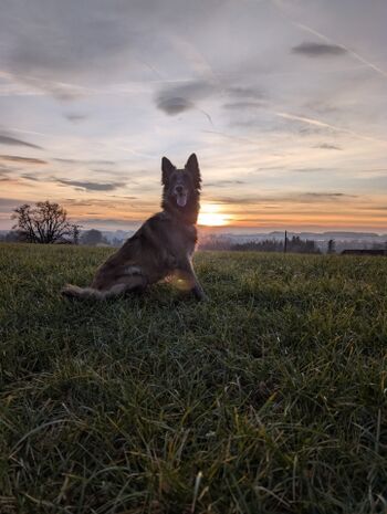 Hunde herzlich willkommen