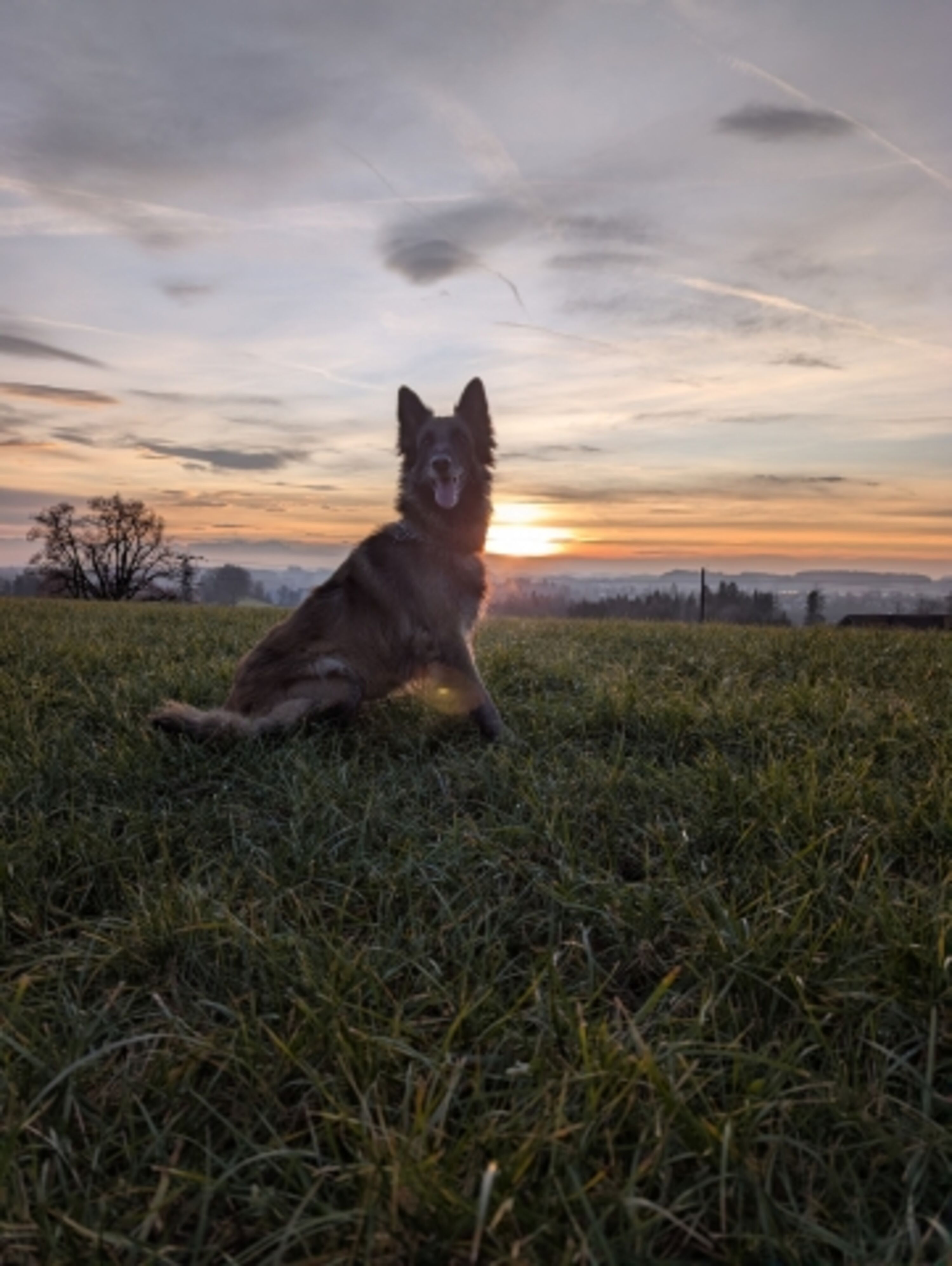 Hunde herzlich willkommen