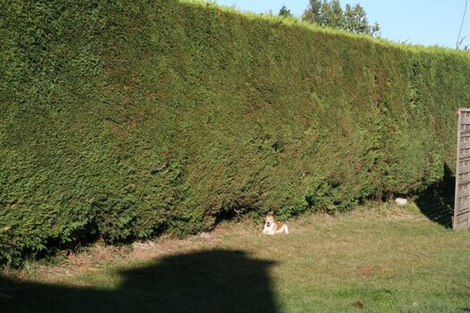 der super eingezäunte Garten