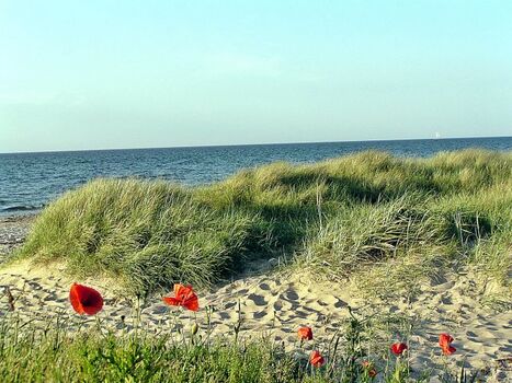 Liebliche Dünenlandschaft im Süden von Kühlungsborn (ideal für lange Spaziergänge)