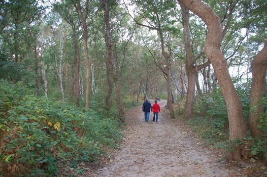 Der große Stadtwald beginnt direkt hinter der Ferienwohnung (ideal zum Gassigehen)