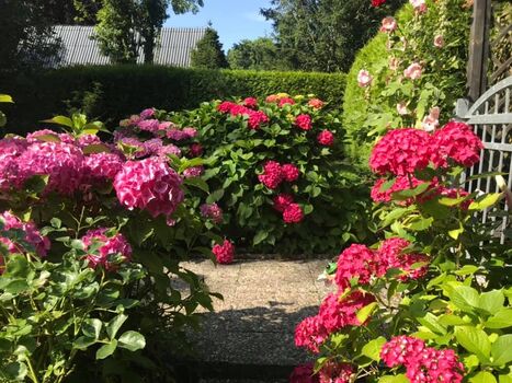 Pflanzen am Eingangstor