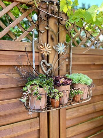 Pflanzen auf Terrasse