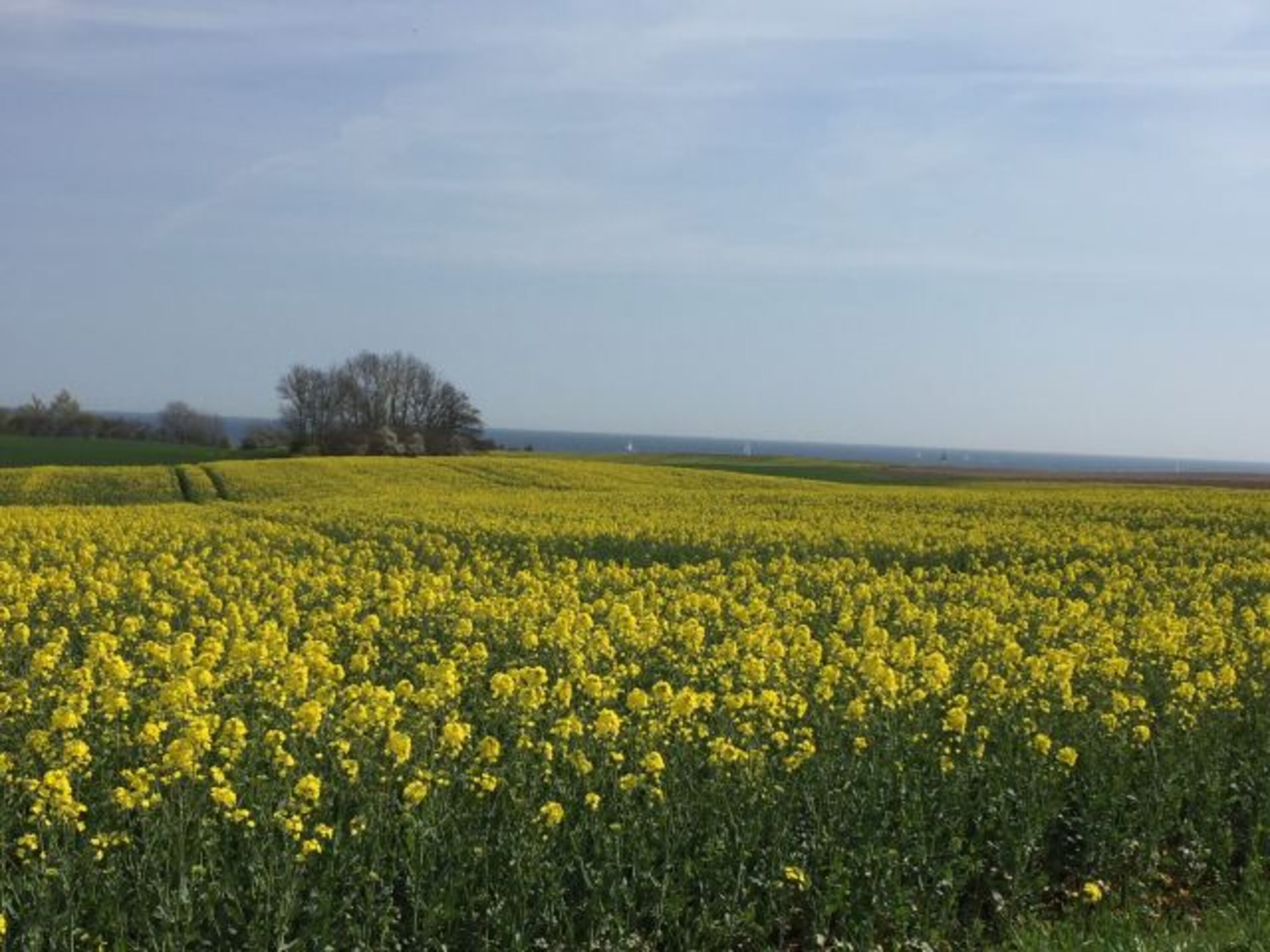Rapsblüte