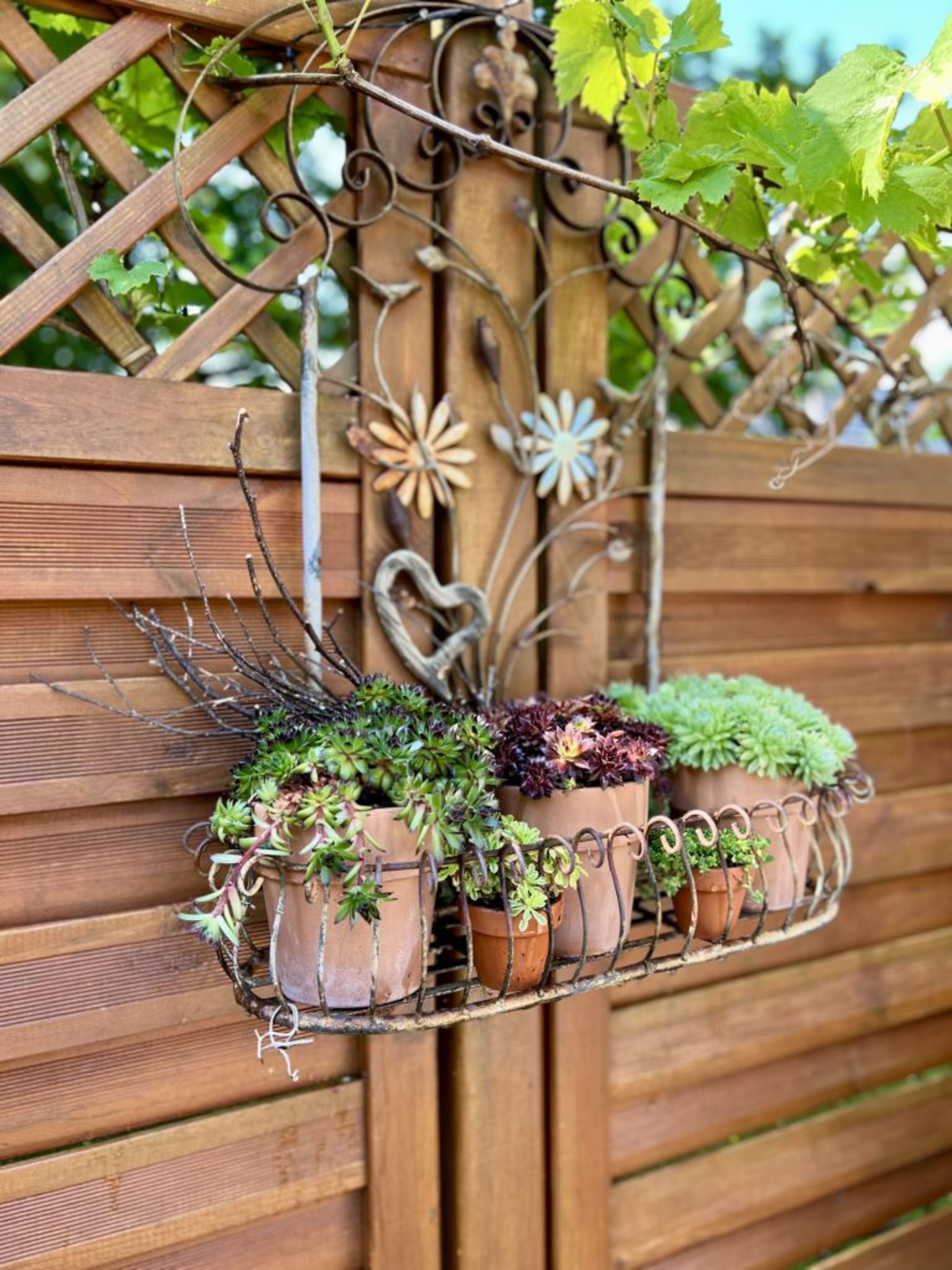 Pflanzen auf Terrasse