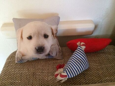 Kissen wartet auf Besuch