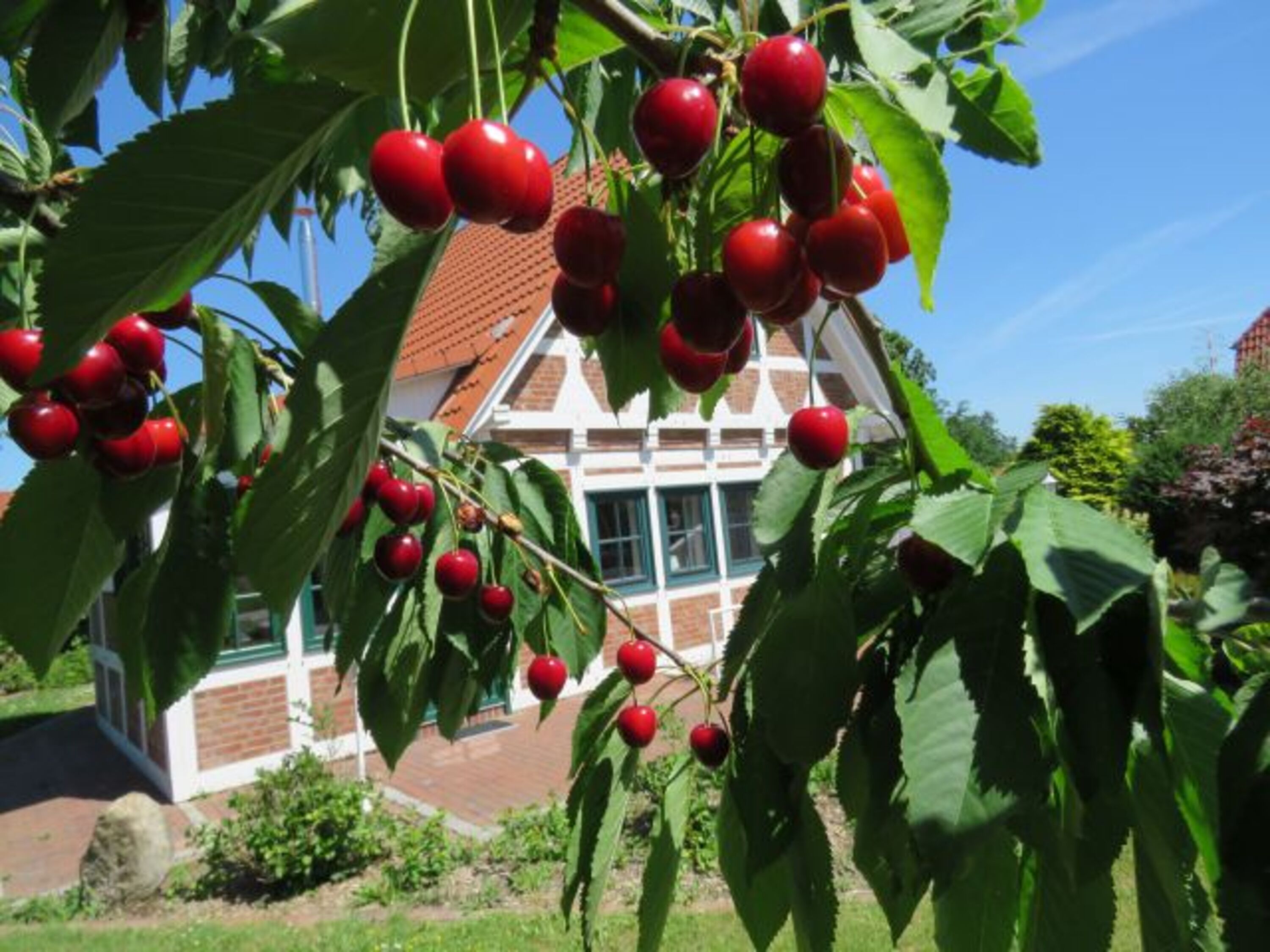 Kirschen nicht in Nachbars- im eigenen Garten