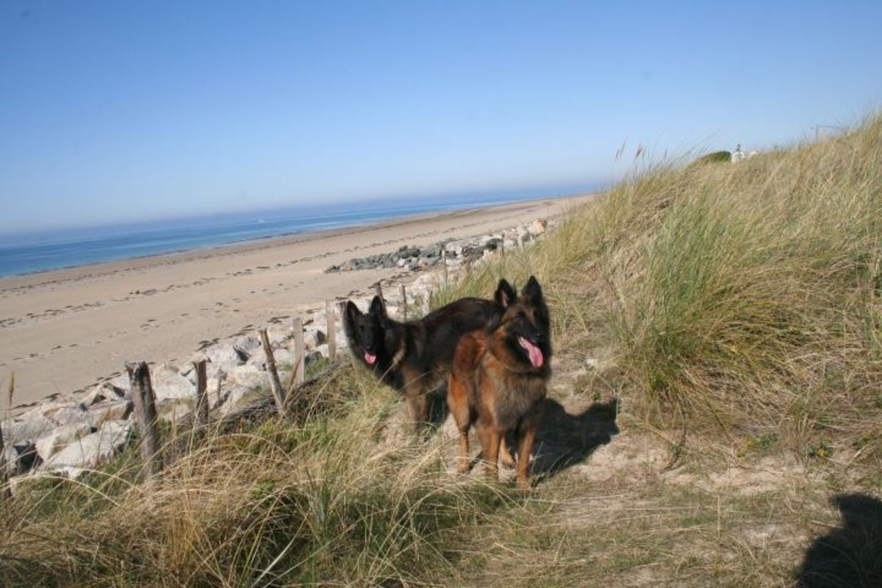 Hunde willkommen
