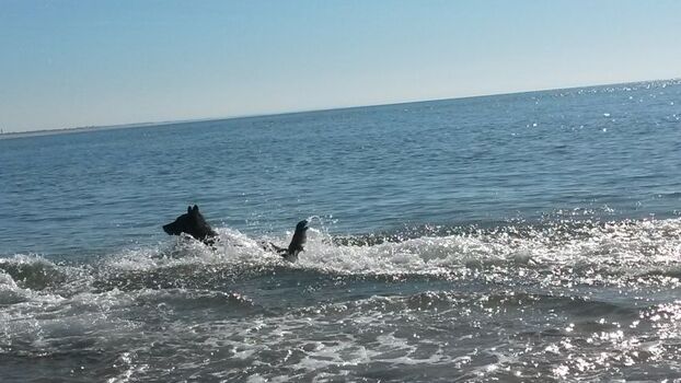 Bademöglichkeit für Hunde