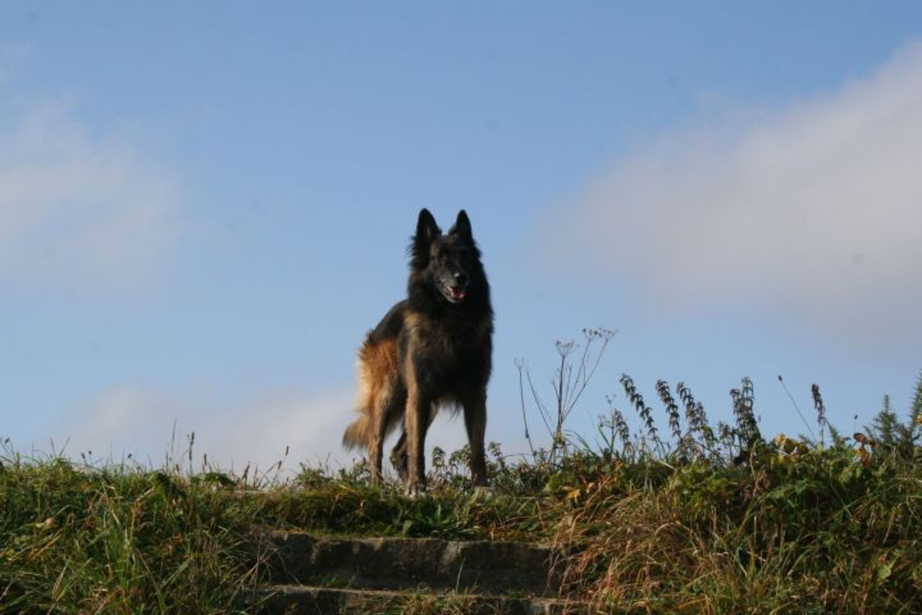 Hunde willkommen