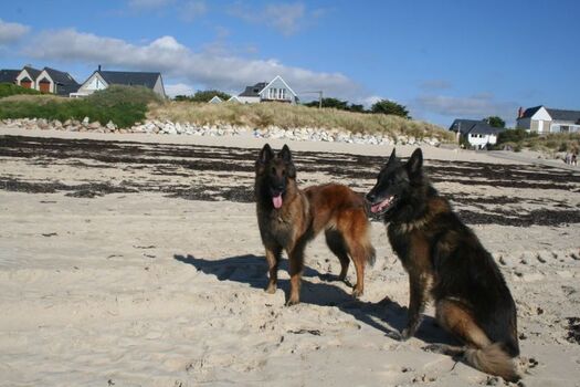 Hunde sind willkommen - Appartement Normandie