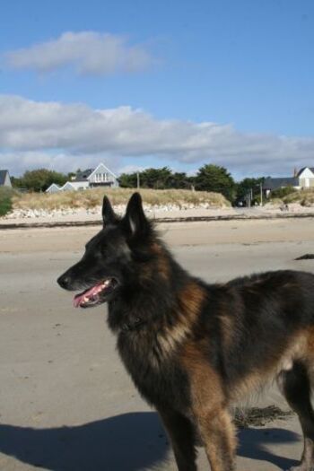 im Hintergrund sehen Sie das Ferienhaus