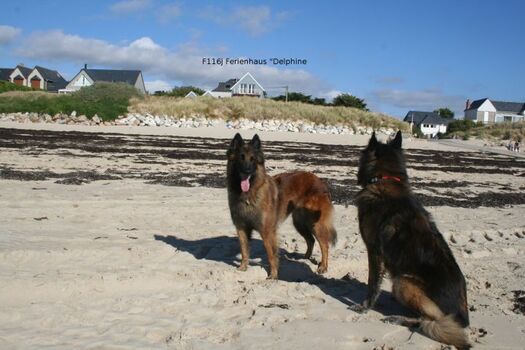 im Hintergrund sehen Sie das Ferienhaus
